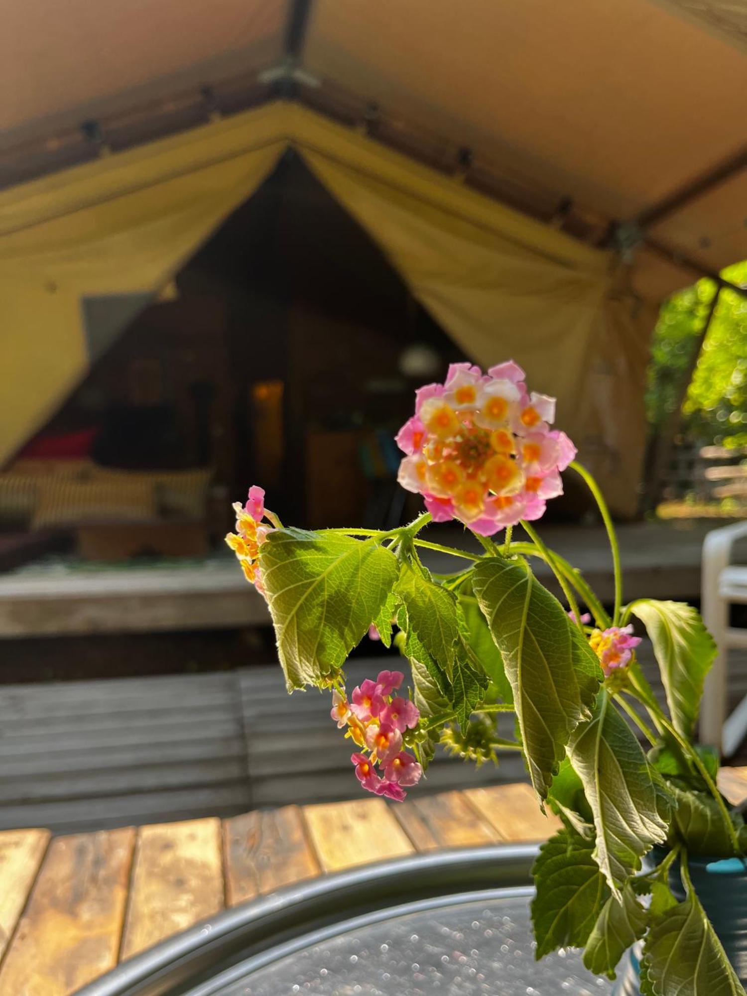 Campo Portakal Eco Glamping 호텔 Çıralı 객실 사진